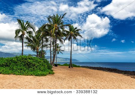 Palm Trees On Tropical Beach In Haleiwa, North Shore Of Oahu, Hawaii