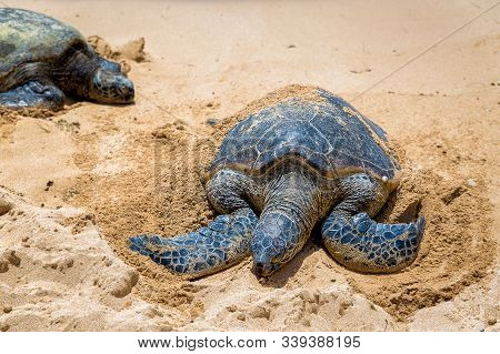 Close View Of Sea Turtles Resting On Laniakea Beach On A Sunny Day, Oahu, Hawaii