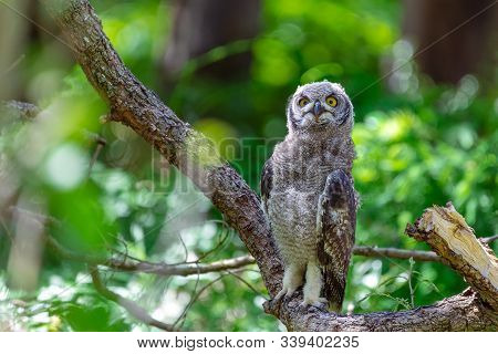 Spotted Eagle Owl Sitting On A Tree Branch In Cape Town, South Africa