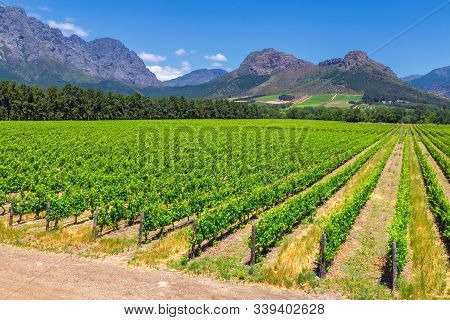 Vineyard And The Mountains In Franschhoek Town In South Africa