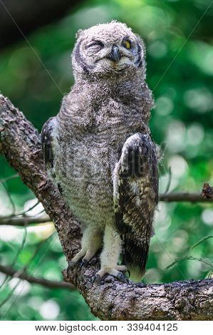 Spotted Eagle Owl Sitting On A Tree Branch In Cape Town, South Africa