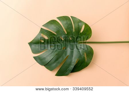 nature, flora and plants concept - green monstera deliciosa or swiss cheese plant leaf on beige background