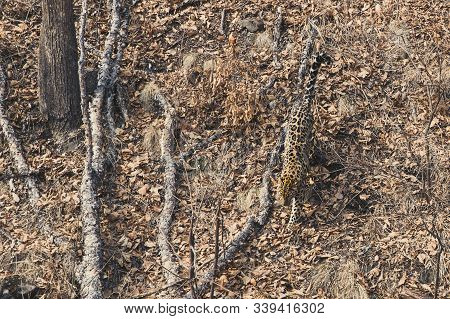 Amur Leopard In The Forest Of Far Eastern Russia