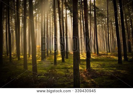 Igh Pine Forest. November Morning. Fog Rises Between The Trees, Illuminated By The Rays Of The Risin