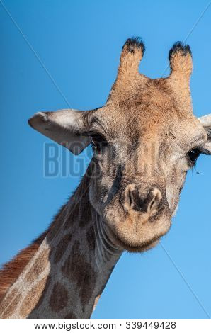 An Extreme Closeup Of An Angolan Giraffe - Giraffa Giraffa Angolensis- Head. Etosha National Park, N