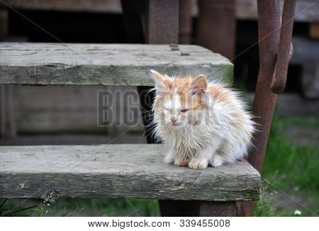 Dirty Little Stray Kitten On A Wooden Ladder