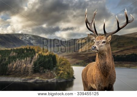 Epic Autumn Fall Landscape Of Hawes Water With Red Deer Stag Cervus Elpahus In Foreground