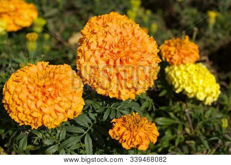 Yellow Flowers At Dry Sunny Summer Day