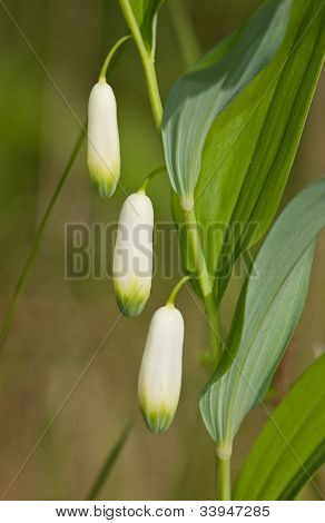 Polygonatum Multiflorum
