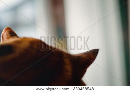 Rear View Of Extremely Cute Cat Sleeping On The Cat Tree Detail On The Hairy Fur - Carefully And Sur