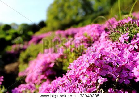 Phlox rosa