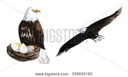 Two Decorative Elements. Bird Of Prey. Large Bald Eagle In The Nest With Eggs. A White-tailed Eagle 
