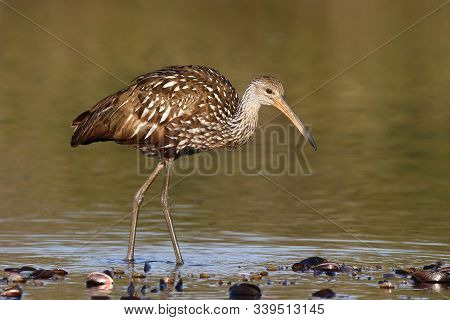 A Limpkin, Aramus Guarauna Standing In Calm Water In A Florida Bay