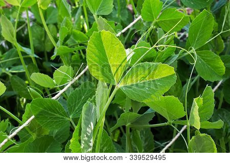 Vines Of Fresh Garden Peas Between Support Strings