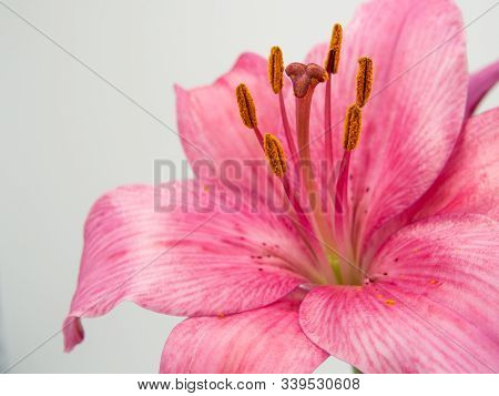 Beautiful Pink Lilium Flower On White Background
