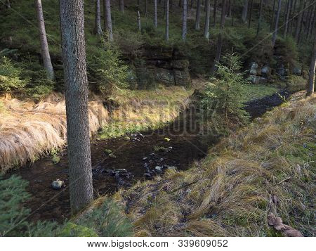 Late Autumn View On River Creek Krinice In National Park Bohemian Switzerland With Spruce Forest, Mo