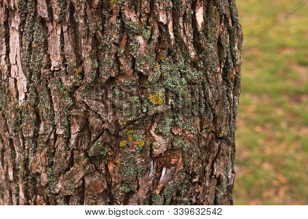 Mushrooms, Lichen And Moss On Dried Tree.bark Closeup Covered With Fungal. Green Yellow Lichen On Tr
