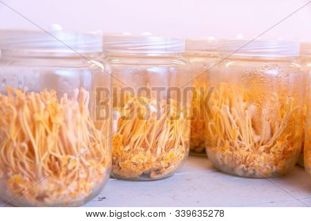 Ophiocordyceps Sinensis,cordyceps Militaris Is A Species Of Fungus In The Bottle At Control Temperat