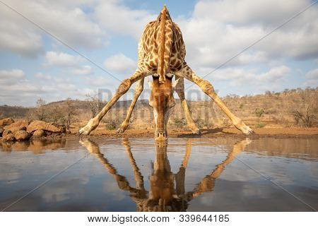 Giraffe Beding Over To Drink From A Pool