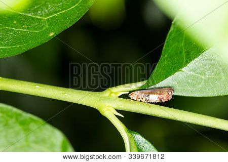 Small Leaf Hopper Nymph Hides On A Green Stalk