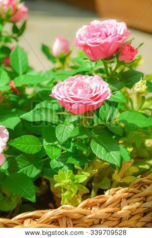 Close Up Of Beautiful Small Pink Rose Plant In Rotang Basket On Summer Sunny Day