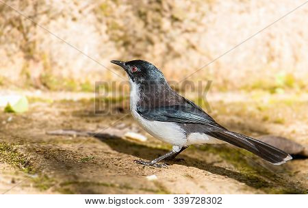 Dark-backed Sibia Black-tailed Birds Are Catching Twigs And On The Ground Looking For Food.