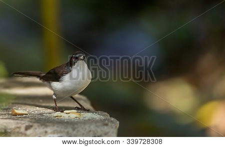 Dark-backed Sibia Black-tailed Birds Are Catching Twigs And On The Ground Looking For Food.