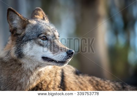 Close Alone Timber Wolf Standing In The Winter