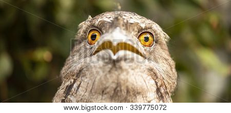 Tawny Frogmouth