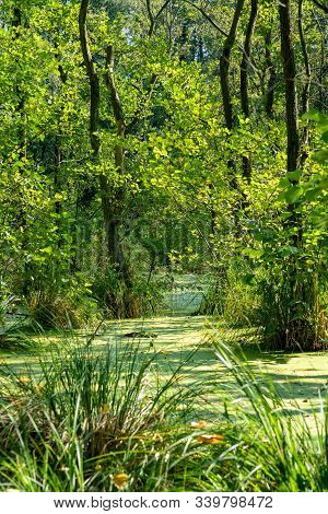 Trees Standing In Water Full Of Duckweed (lemna Minor) In A German Swamp Area - Nature Reserve Zarth