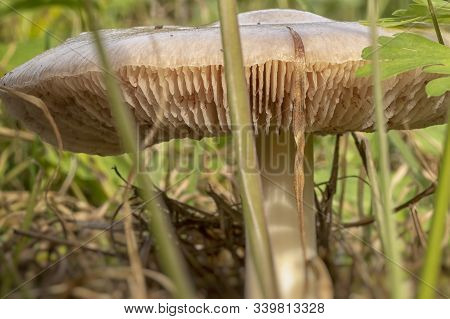 Volvopluteus Gloiocephalus Fungus Mushroom In The Ground