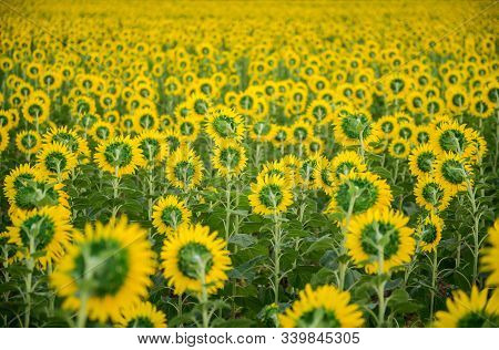 Sunflowers Field Back Side At Lop Buri. Thailand, Farming And Countryside Concept.