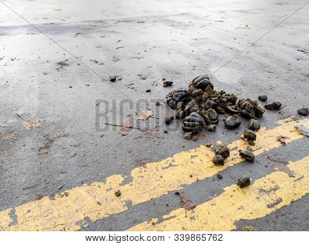 Pile Of Horse Manure In The Street