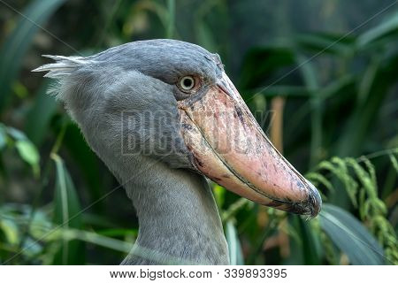 A Shoebill (balaeniceps Rex) Stork Standing Surrounded By Plants.