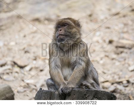 Close Up Portrait Of Barbary Macaque, Macaca Sitting On The Tree Trunk Stump, Selective Focus, Copy 