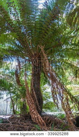 Melbourne, Australia - November 18, 2009: Closeup Of Rough Tree Fern In Carlton Gardens. Green Folia