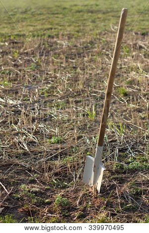 Shovel On The Background Of The Field With Last Year's Rape. Digging Of Siderates For Soil Fertiliza