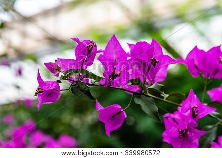 Close Up View Of Bougainvillea Glabra, The Lesser Bougainvillea Or Paperflower.
