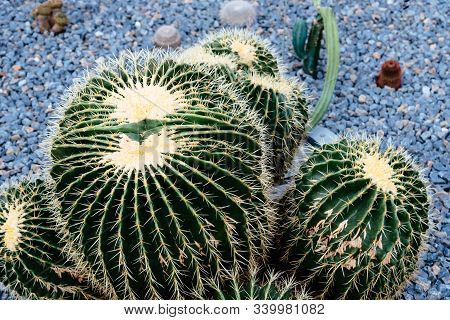 Echinocactus Grusonii, Popularly Known As The Golden Barrel Cactus, Golden Ball Or Mother-in-laws Cu