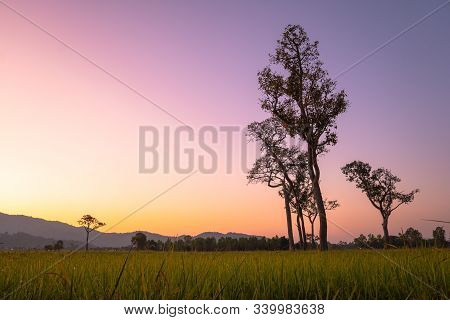 Sweet Sunrise Above The Big Trees In The Rice Field During Harvest Season.