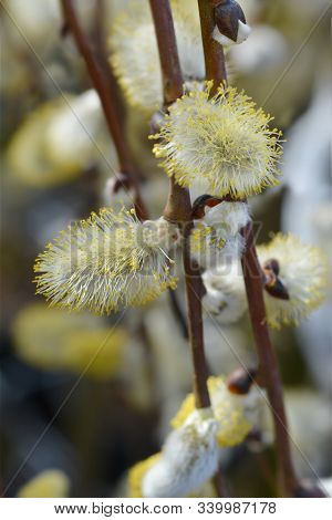 Kilmarnock Willow - Latin Name - Salix Caprea Kilmarnock