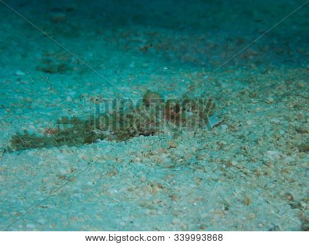 Fish Hiding On The Ocean Floor Under The Sea, See Only The Eyes.