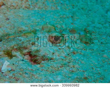 Fish Hiding On The Ocean Floor Under The Sea, See Only The Eyes.