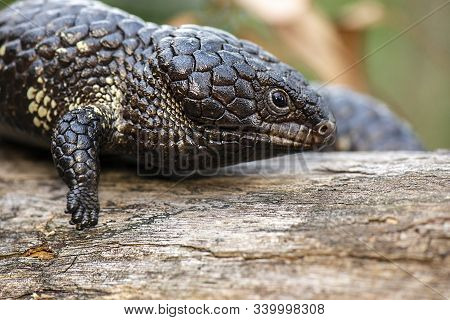 Shingleback Also Known As Tiliqua Rugosa