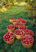 Apple Orchard Harvest