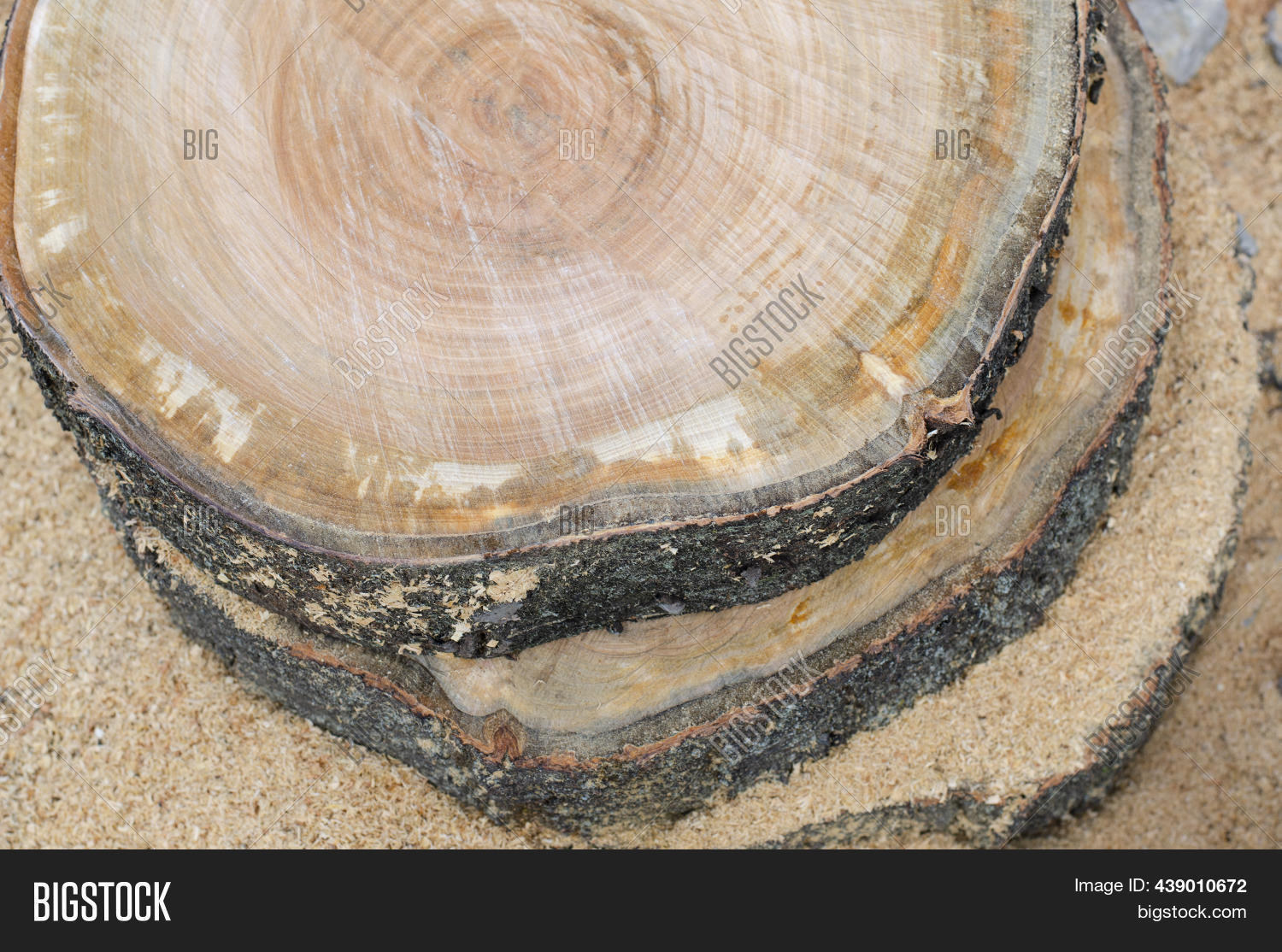 Cut Tree. Slice. Image & Photo (Free Trial) Bigstock