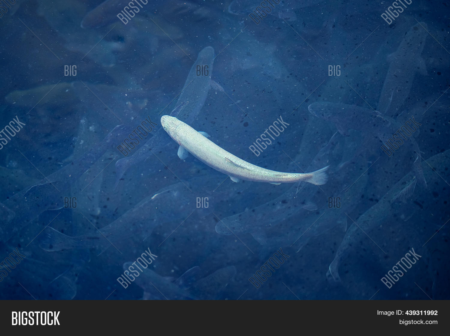 Albino Rainbow Trout Image & Photo (Free Trial) Bigstock