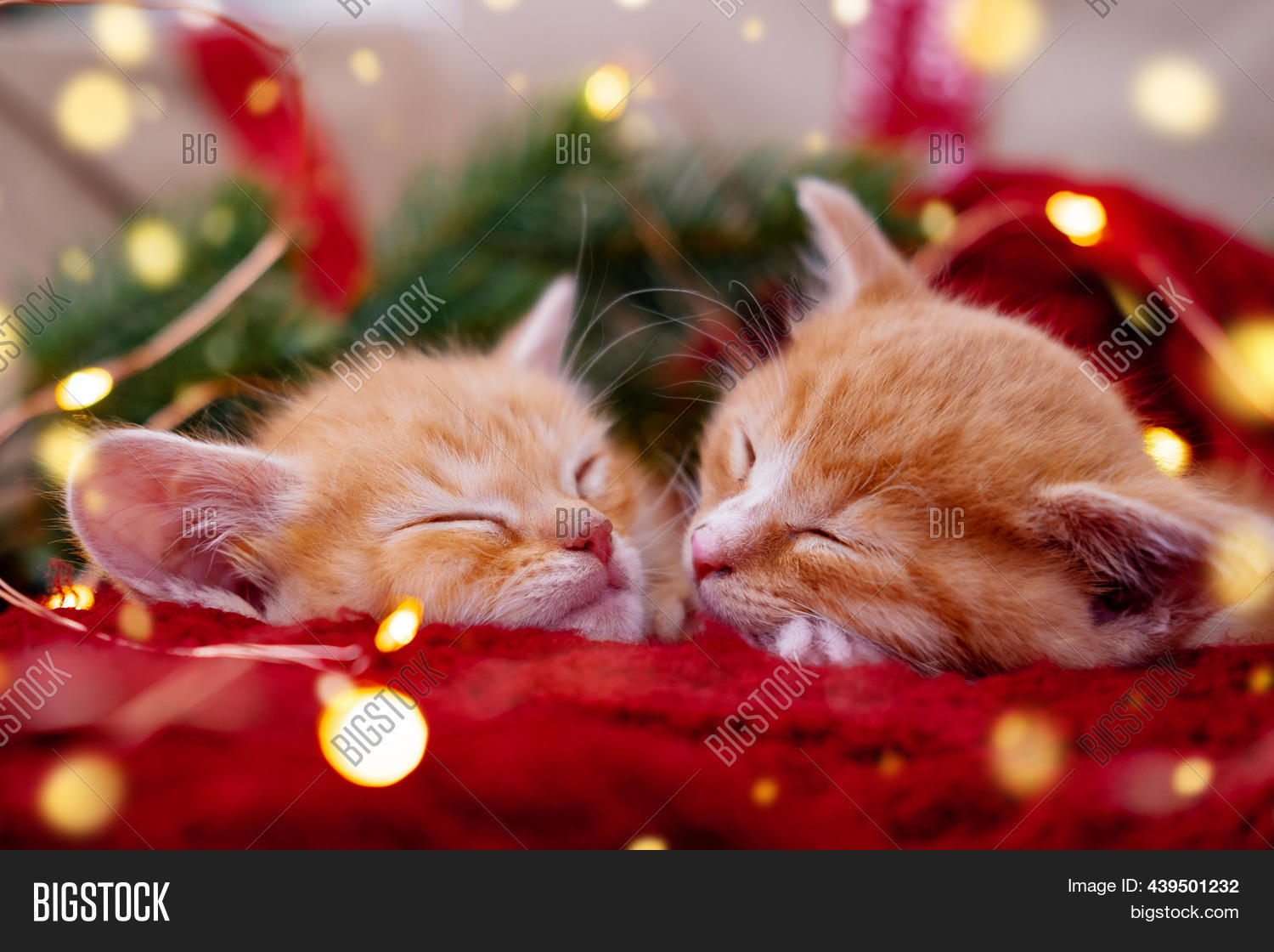 Two Ginger Kittens Image & Photo (Free Trial) Bigstock