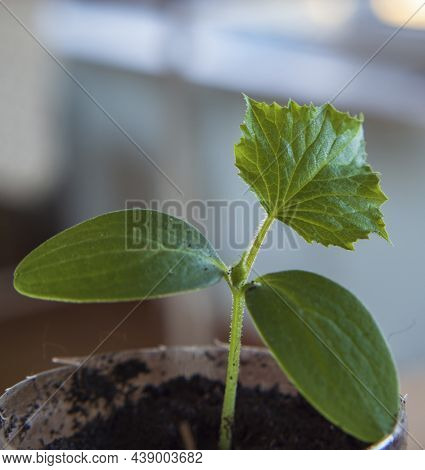 A Small Green Cucumber Sprouts In A Pot. Blurred Background.  Spring Gardening. Growing Young Seedli