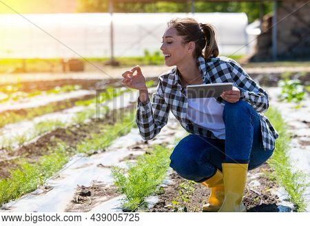 Woman Agronomist Using Tablet In Agriculture. Farmer Crouching In Anise Field Holding Leaf Monitorin
